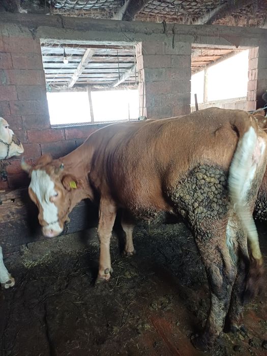 Vând vițele de tăiat sau ținut