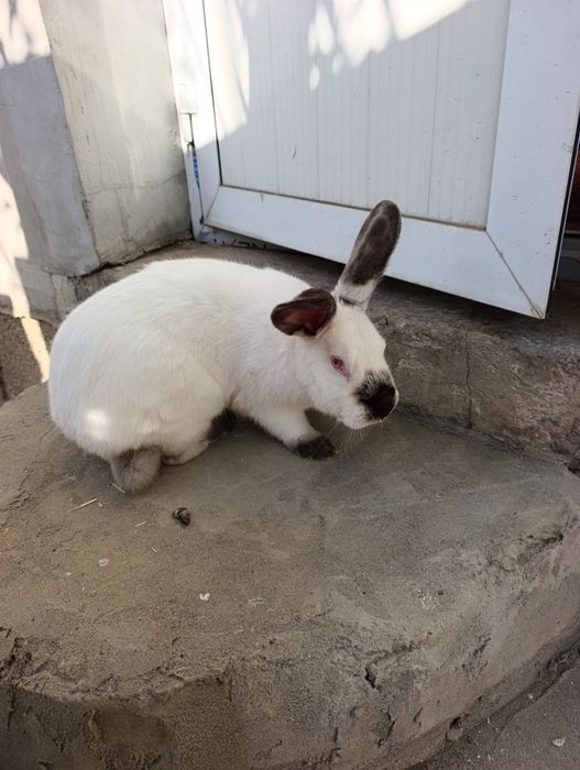 Kalif samka 7 oyli.