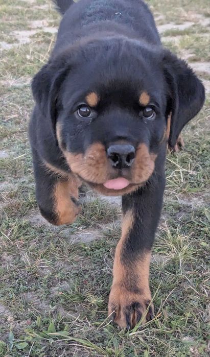 Mascul Rottweiler