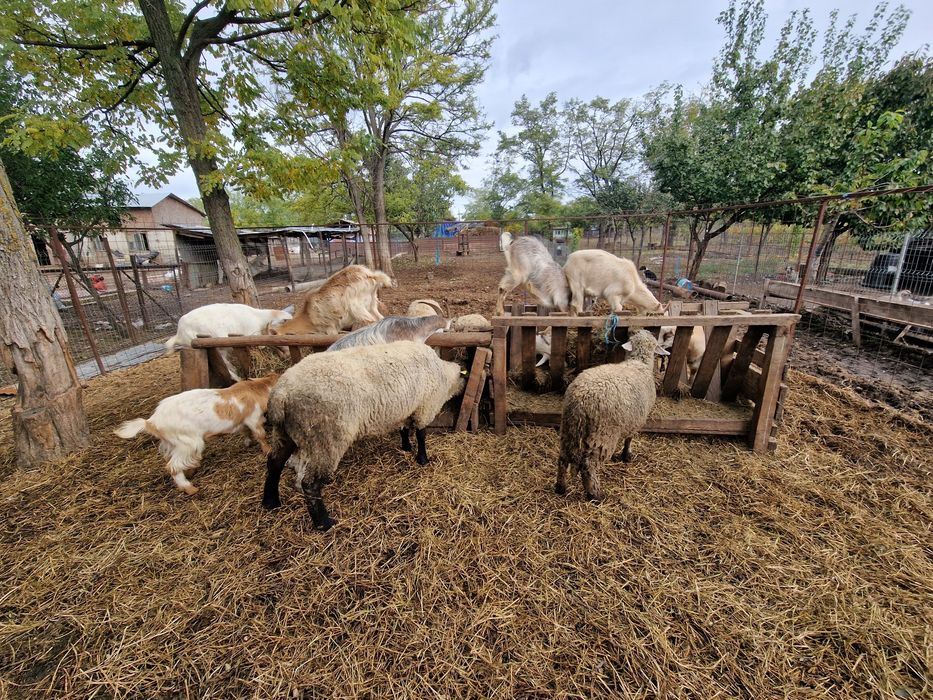 Vând urgent oi și capre