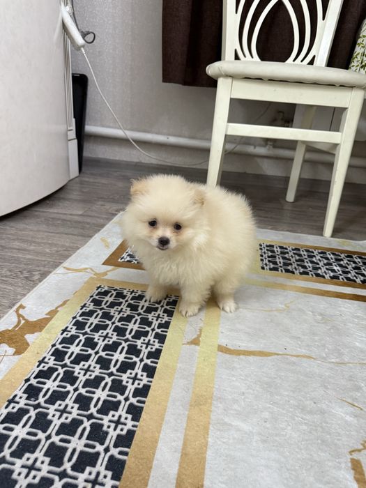 Продам щенка - шпица девочка !!!