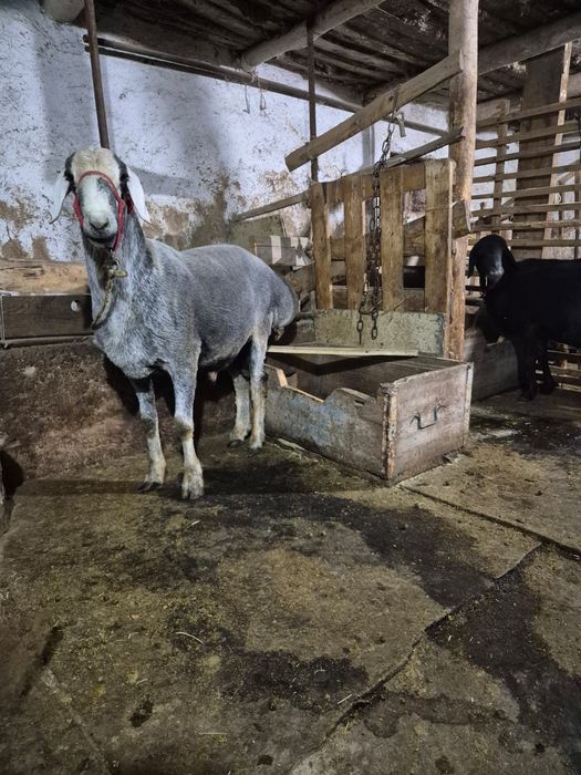 Продам барана кошкар