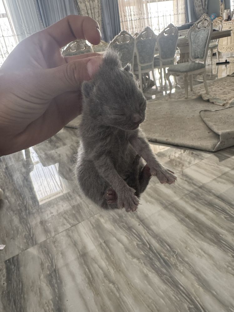 Продается котята но в течений 20 дней