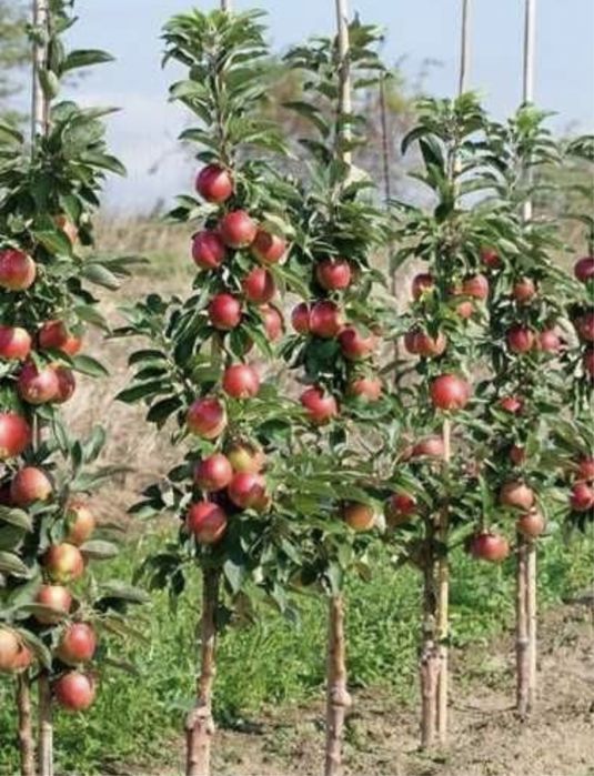 Pomi fructiferi columnari altoiți toate soiurile disponibile