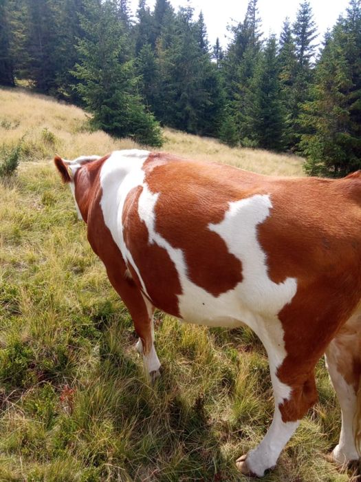 Vaca tanara de aproape 3 ani, gestanta in 6 luni, la a doua fatare