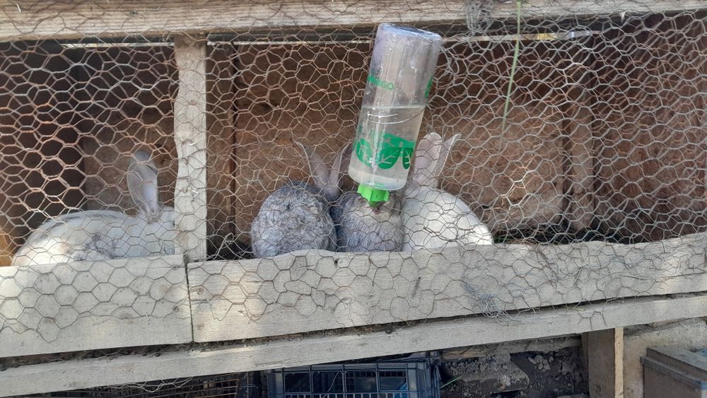 Vand iepuri hecoli 3 luni 2 iepuroi și 4 iepuroaice