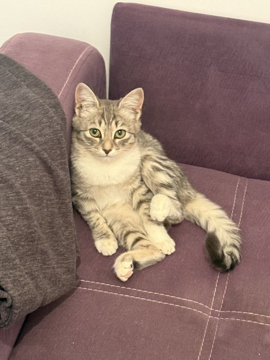 курттай ургашы мысык