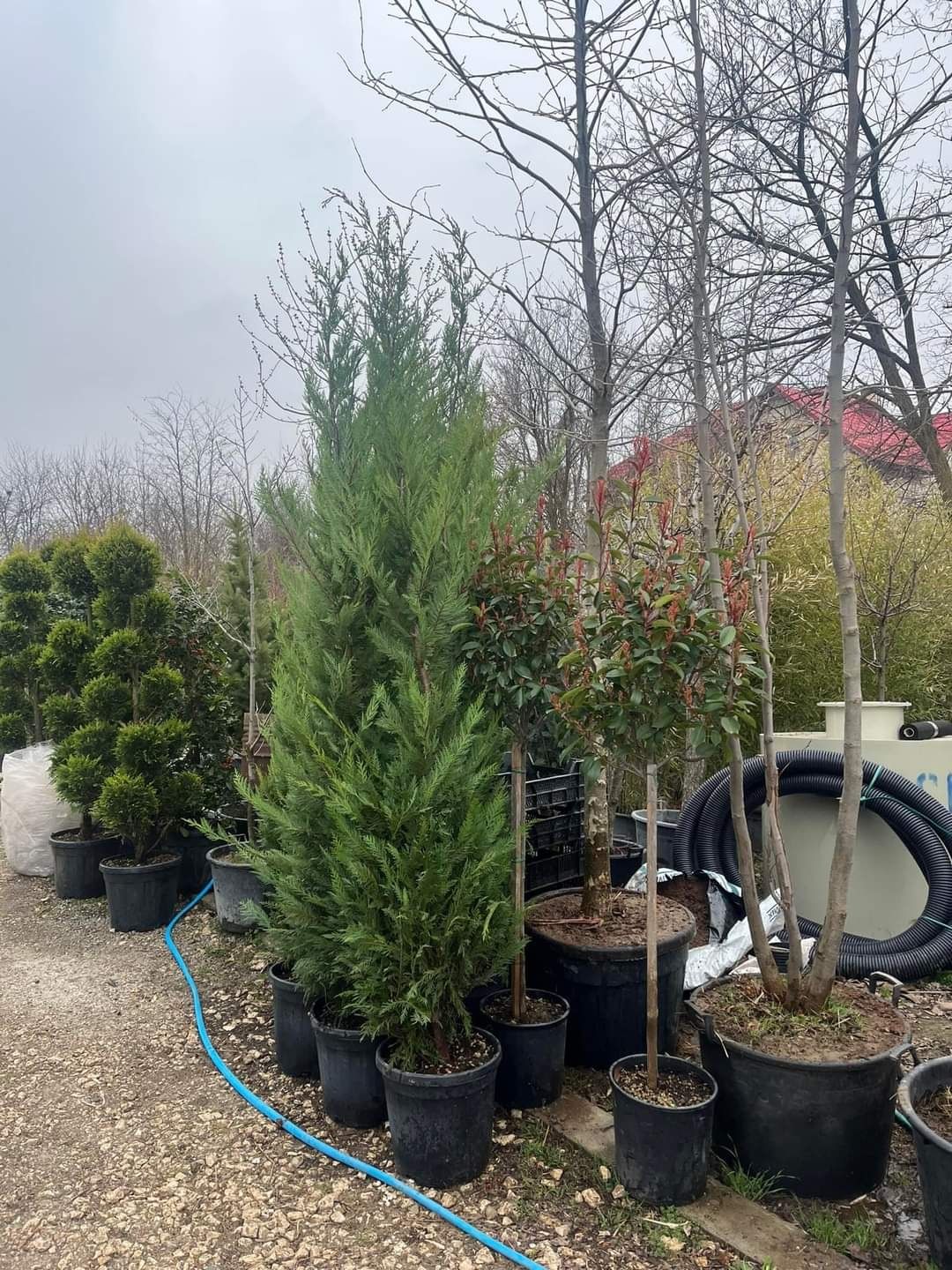 Direct distribuitor plante ornamentale cu experientã in domeniu oferim