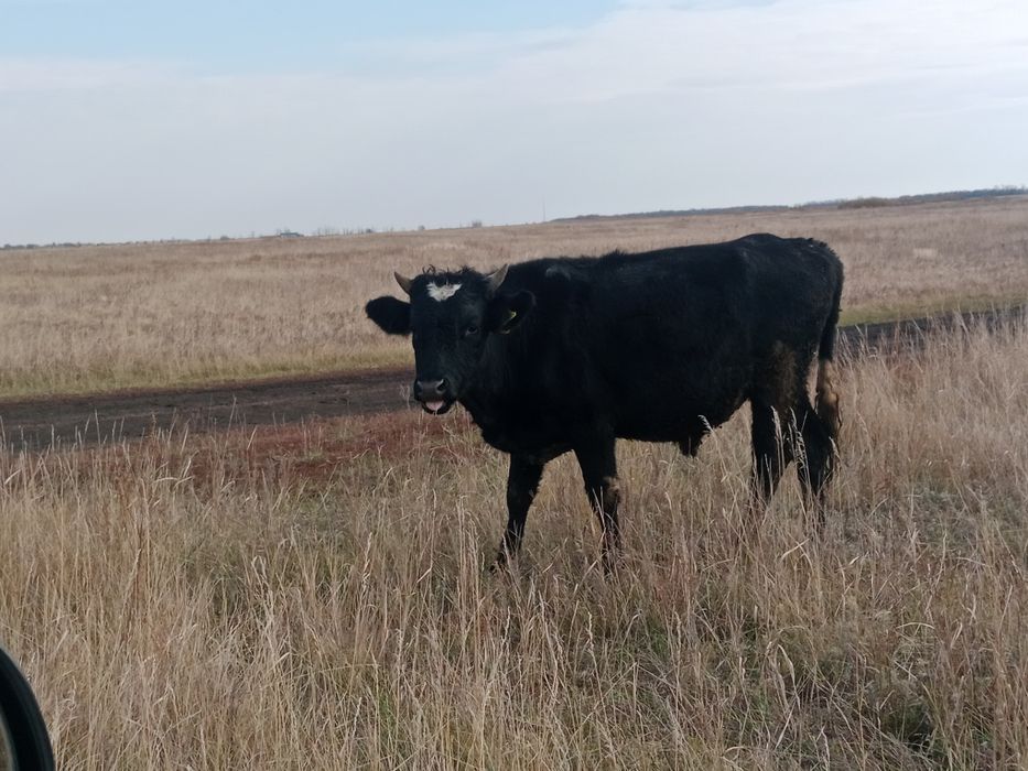 Продам бычков 11 голов