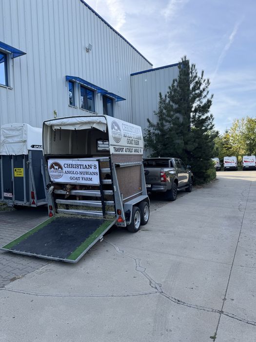 Transport autorizat animale vii