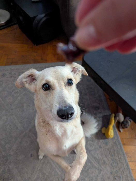 Gustari din carne deshidratata pentru caini, pisici 100% naturale