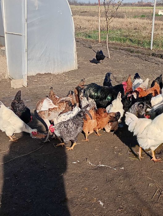 Păsări de vânzare