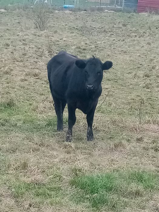 Vand vitea angus 1 an