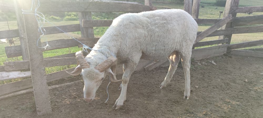 Berbeci ciuli (fara urechi) de vanzare