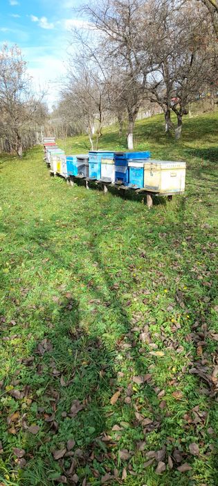 Urgent vand familii de albine