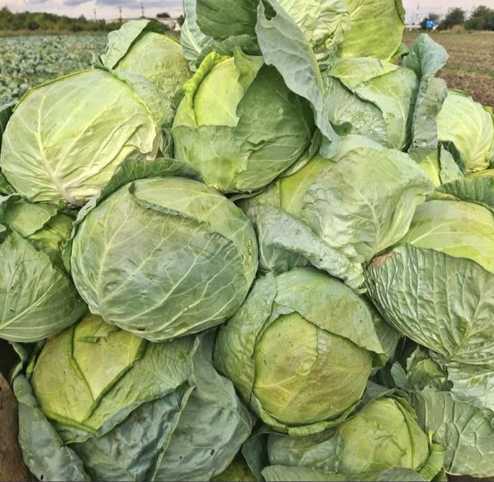Vânb varză de Buzău