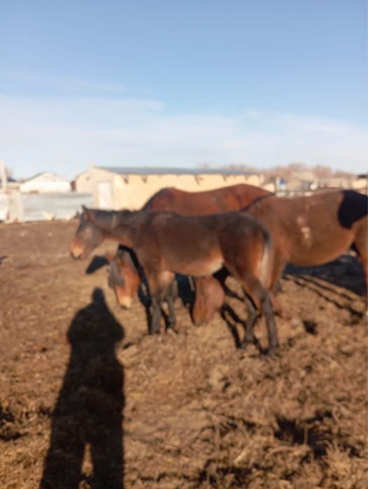 Жабағы сатылады