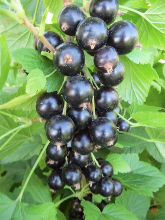 Саженцы, Сирень, Крыжовник, Малина, Смородина Содовая, Клуб