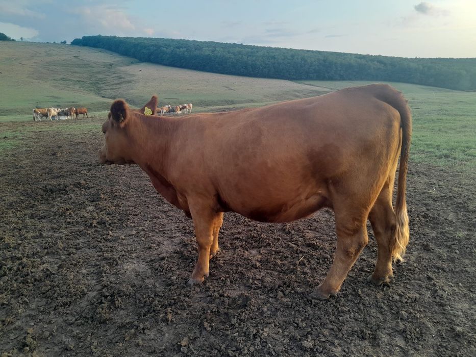 Vând 3 vaci și un tăurel angus