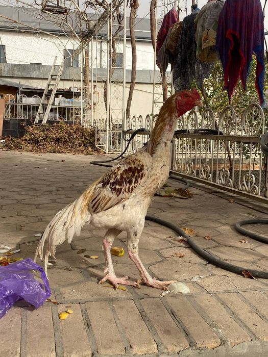 Дакар хуруз сотилади