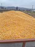 Porumb de vanzare  1.4 kg aducem ori unde  în țară