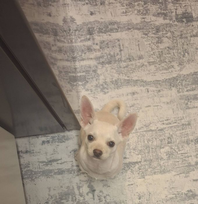 Чихопинчер цена 300лв