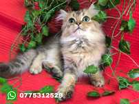 Vand motanel British longhair chinchilla
