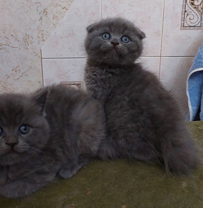 Продаётся Скотиш Фолд мальчики.