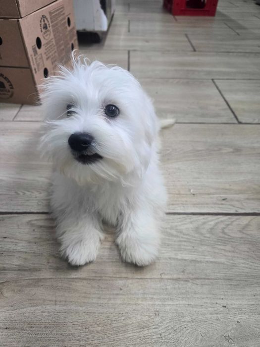 Bichon Maltez superbi
