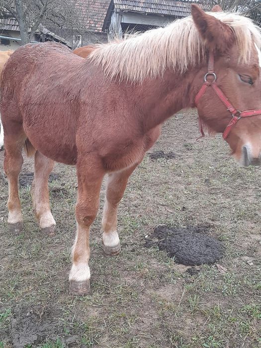 De vânzare pentru detalii la telefon