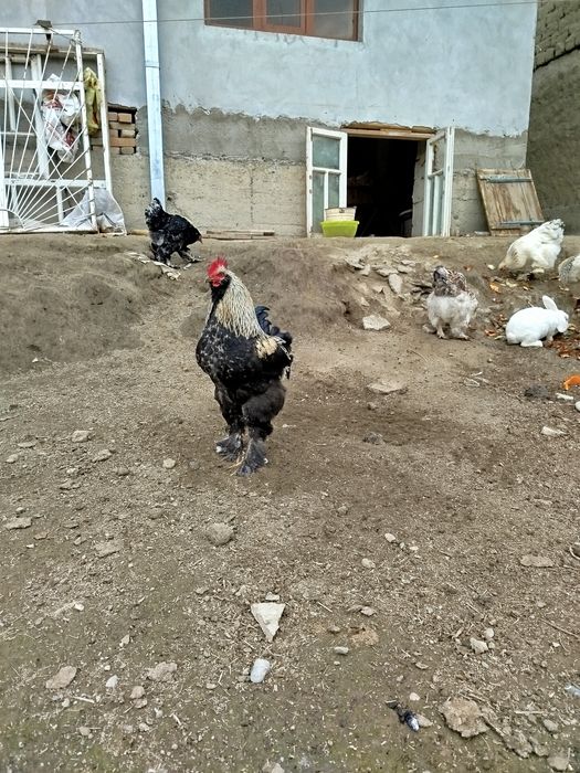 Брама хўрозлар 11 ойлик