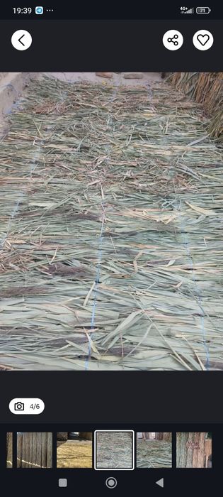 Камышлар бор хар хил турда