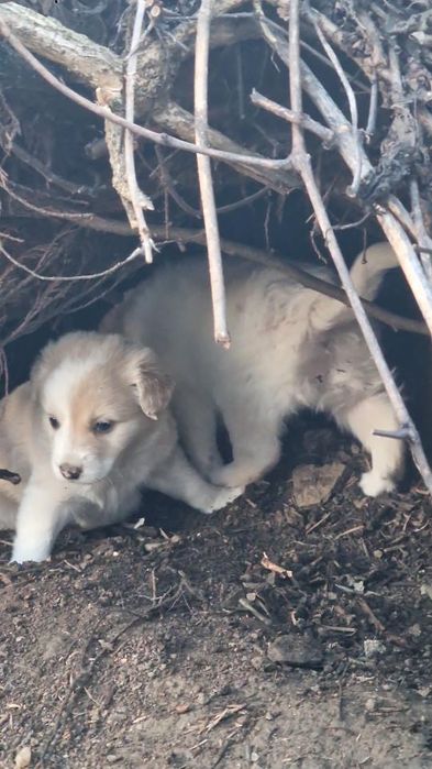 Cățeluși de 5-6 săptămâni caută adopție urgentă