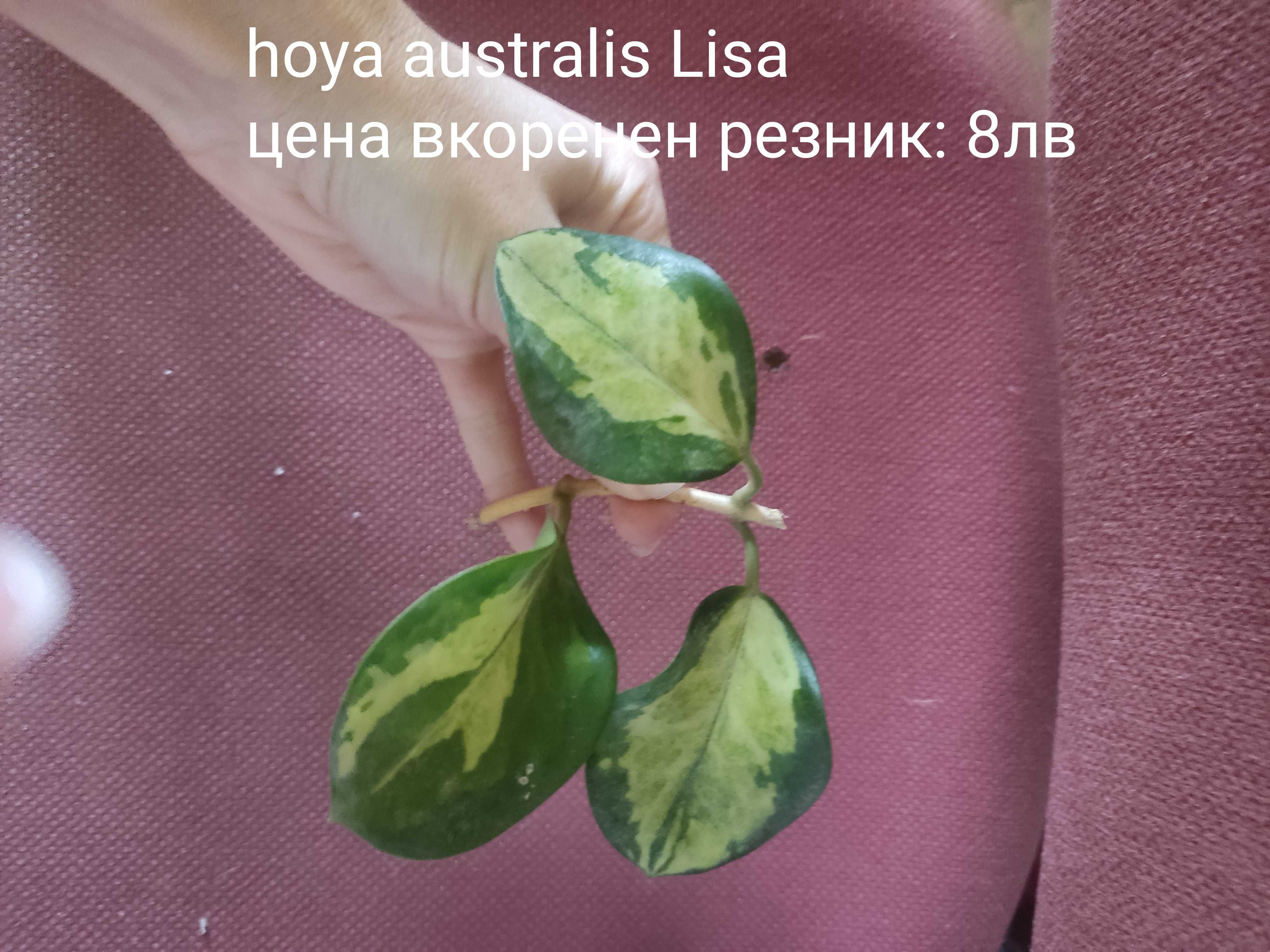 Растения хоя (различни видове)