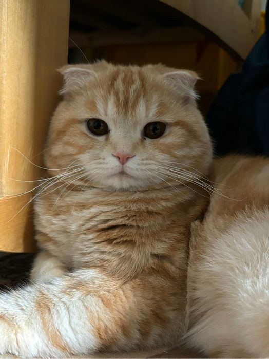 Продам кота Шотланский Вислоухий пародистый с ирака‼️