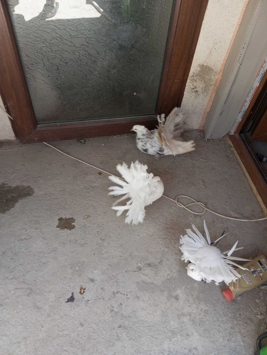 Vând porumbei  frumosi