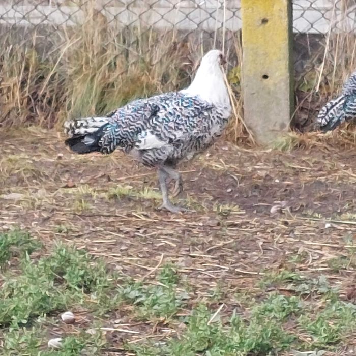 Продавам вествалски петлета