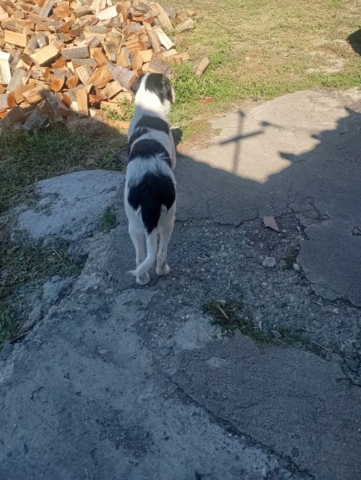 Donez câine ciobănesc