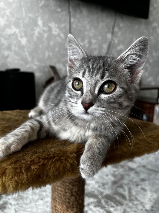 Отдам котенка девочку В ответсвенные руки