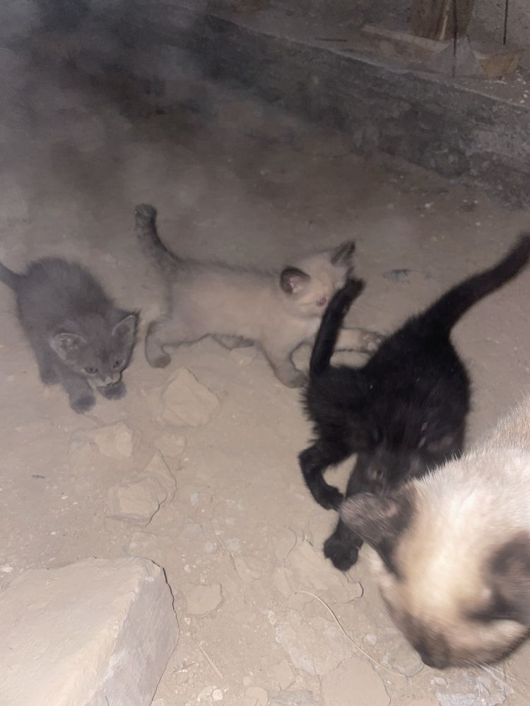 котенка продается срочно