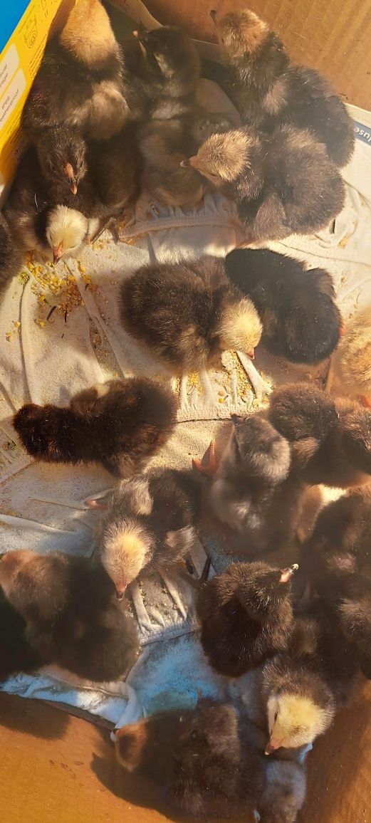 puisori gaina rasa australorp,lakenvelder,wyandotte