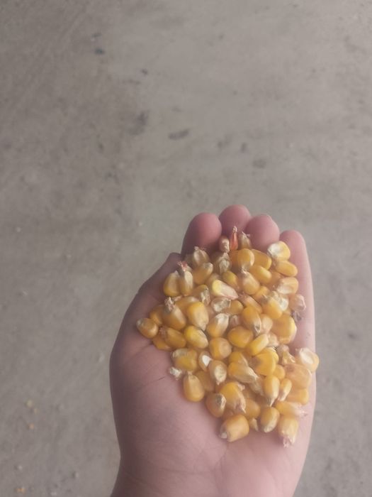 Vând porumb sticlos