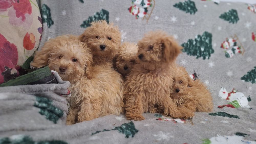 Той пудел пуделчета той