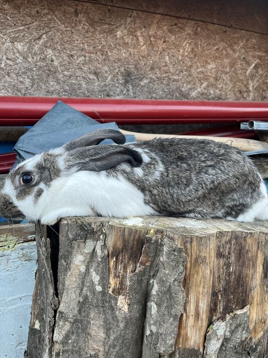 Iepurite diferite culori /diferite rase