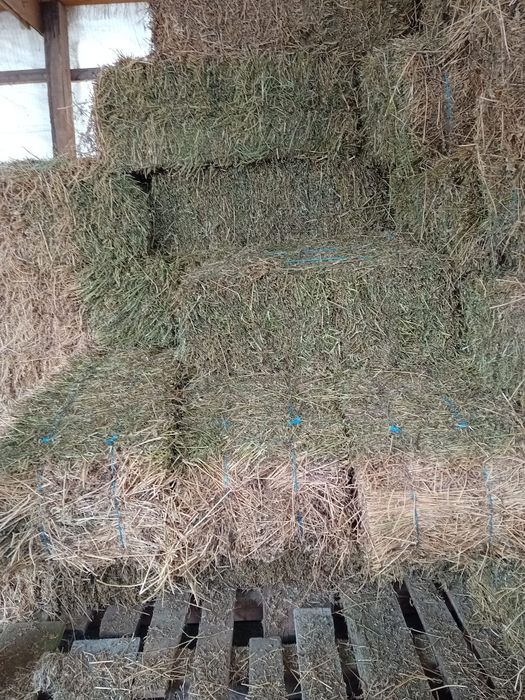 Vând baloti lucerna