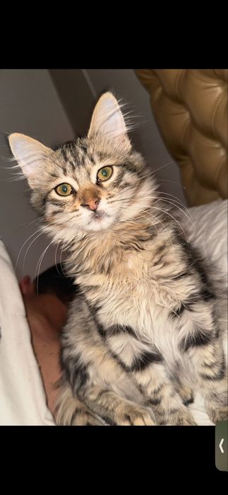 Котята мысык в добрые руки