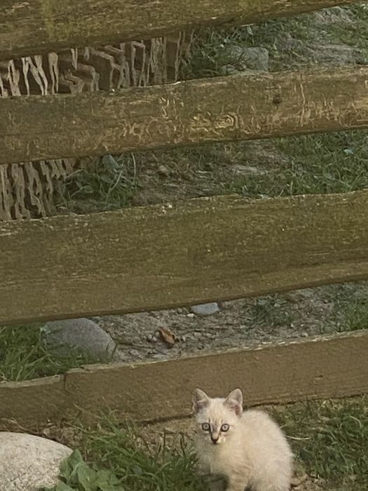 Donatie pisicute