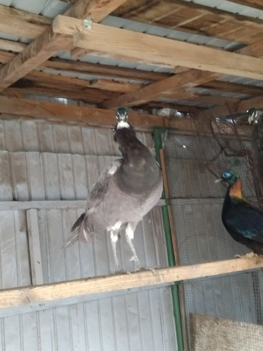 Masculi opal ochi albi și fazani