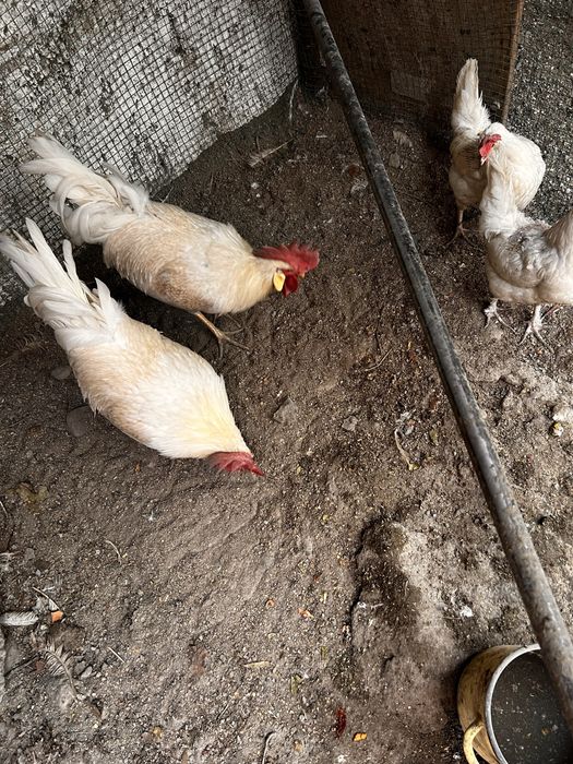 продается молодые петухи и куры