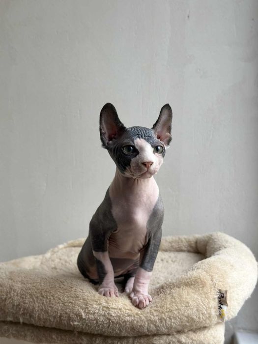 Baietel sphynx/elf
